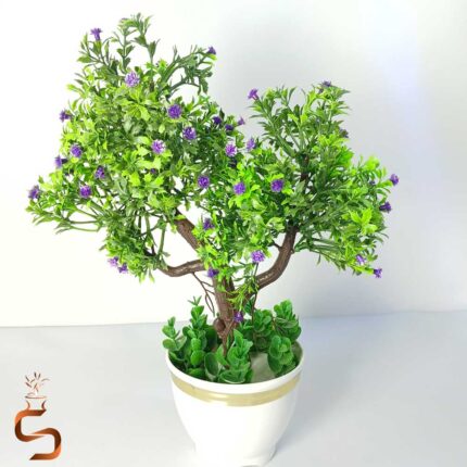 درختچه بنسای برگ نارون